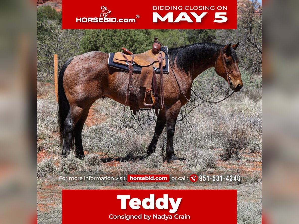 American Quarter Horse Gelding 11 years 15,2 hh Roan-Bay in Camp Verde, AZ