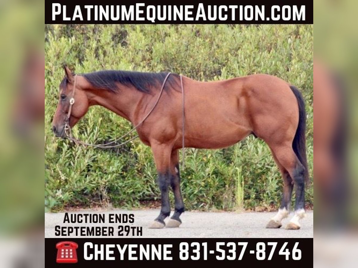 American Quarter Horse Gelding 11 years 15 hh Bay in Bitterwater CA