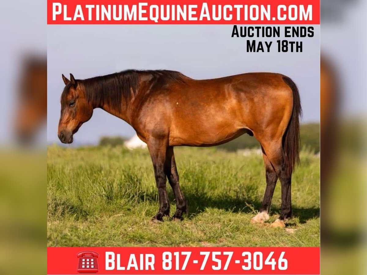 American Quarter Horse Gelding 11 years 15 hh Bay in Weatherford TX
