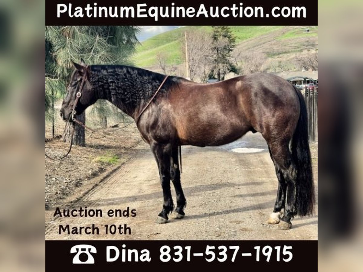 American Quarter Horse Gelding 11 years 15 hh Black in Paicines CA