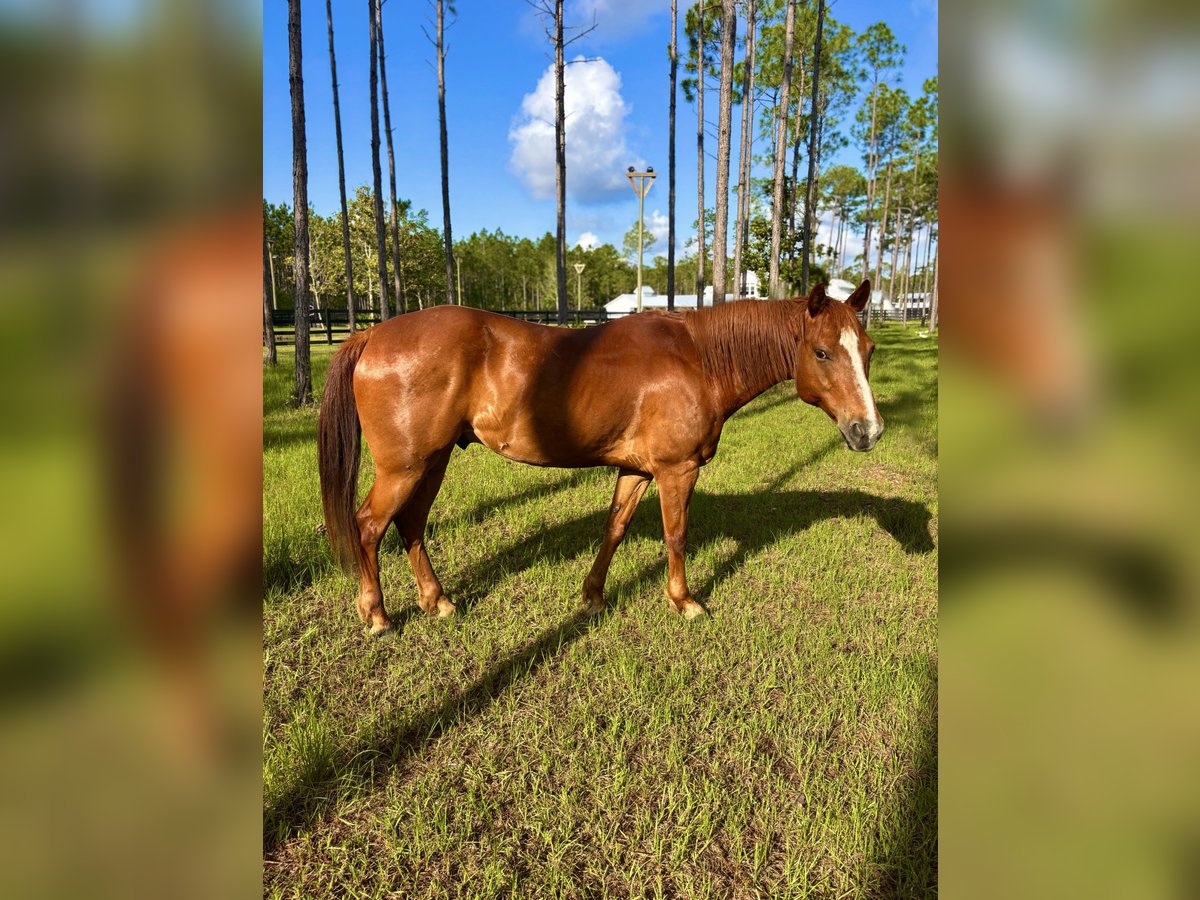 American Quarter Horse Gelding 11 years 15 hh Chestnut in Santa Rosa Beach