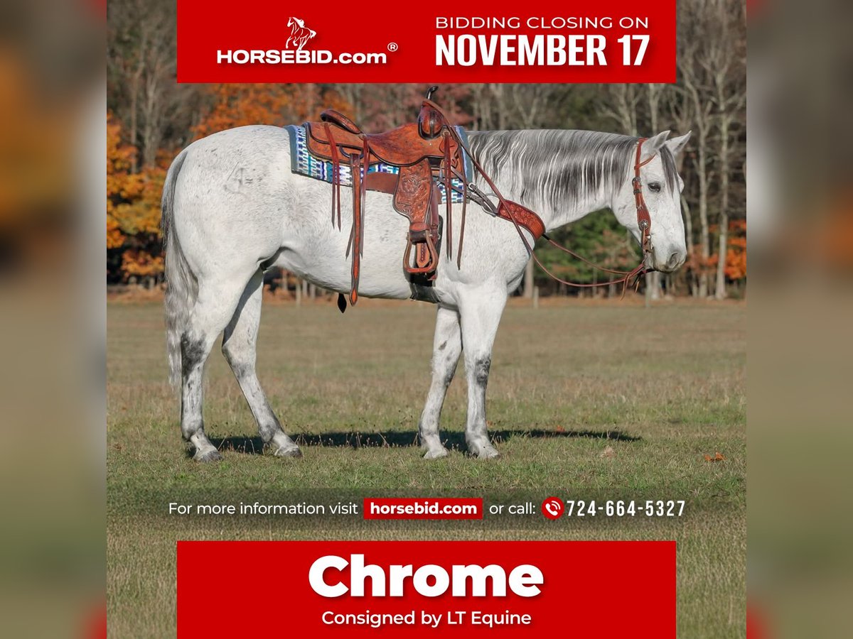 American Quarter Horse Gelding 11 years 15 hh Grey in Clarion