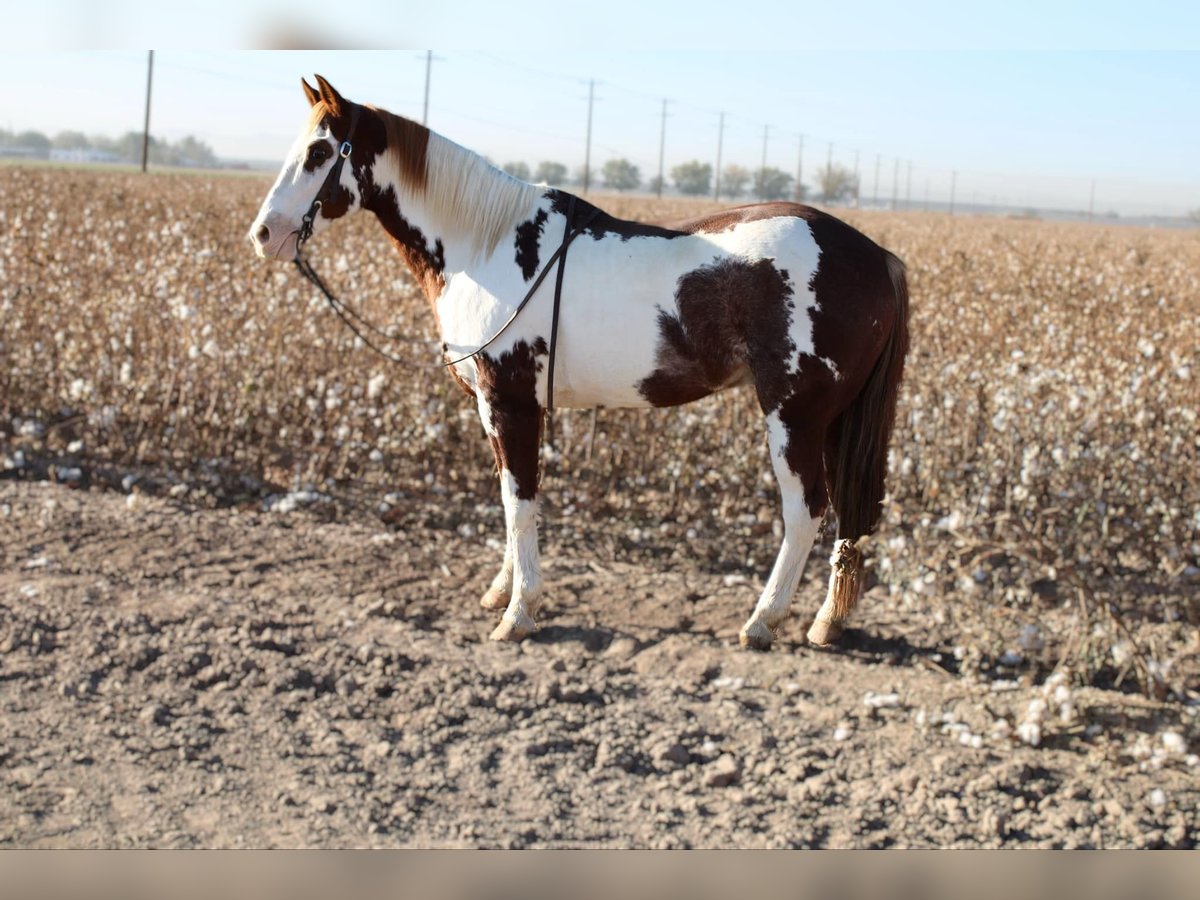 American Quarter Horse Gelding 11 years 15 hh Overo-all-colors in El Paso, TX