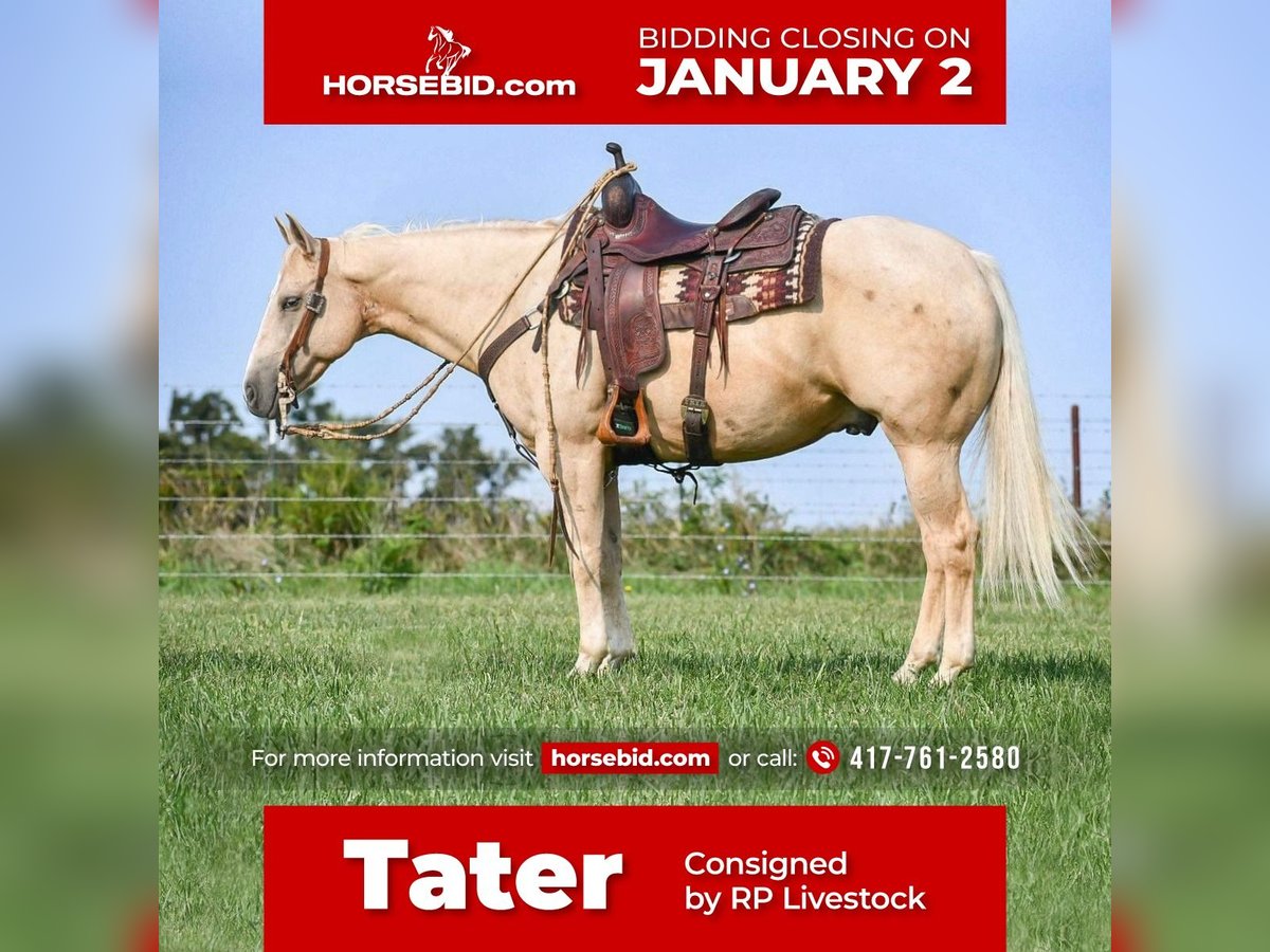 American Quarter Horse Gelding 11 years 15 hh Palomino in Buffalo, MO