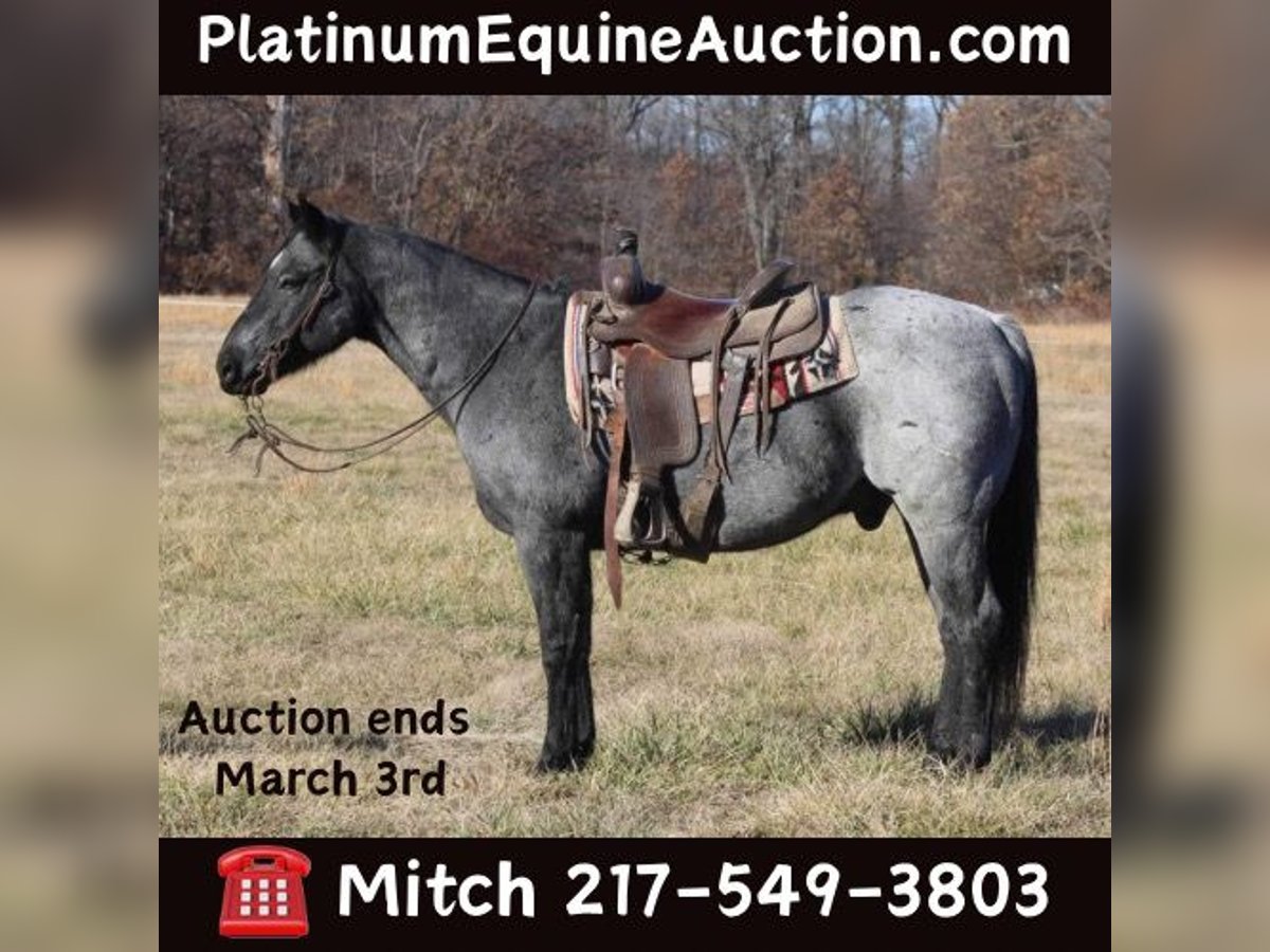 American Quarter Horse Gelding 11 years 15 hh Roan-Blue in Charleston IL