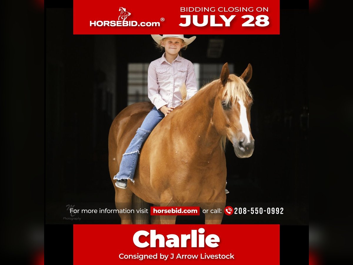 American Quarter Horse Gelding 11 years 15 hh Sorrel in Caldwell, ID