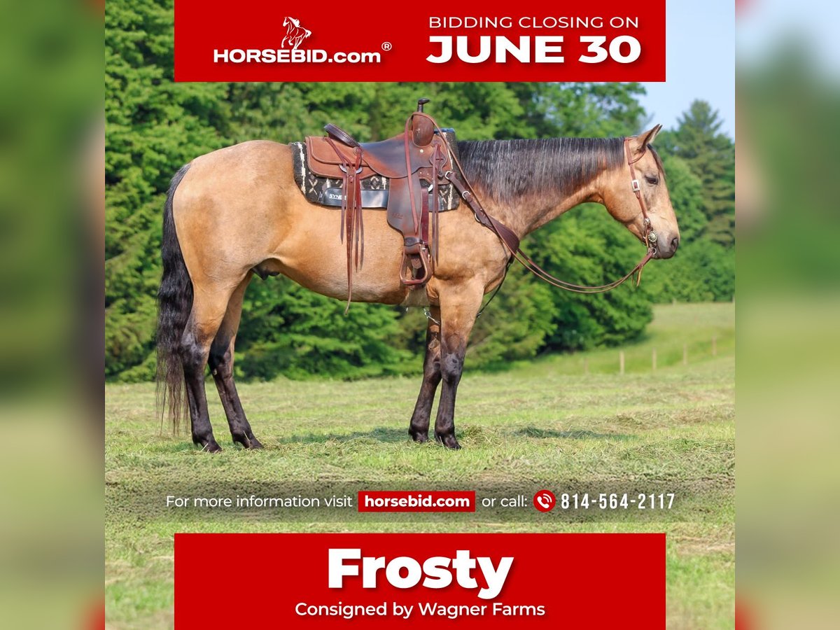 American Quarter Horse Gelding 11 years 15,1 hh Buckskin in Clarion, PA