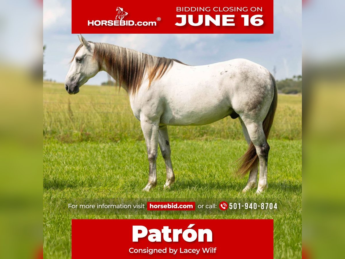 American Quarter Horse Gelding 11 years 15,2 hh Gray in Quitman, AR