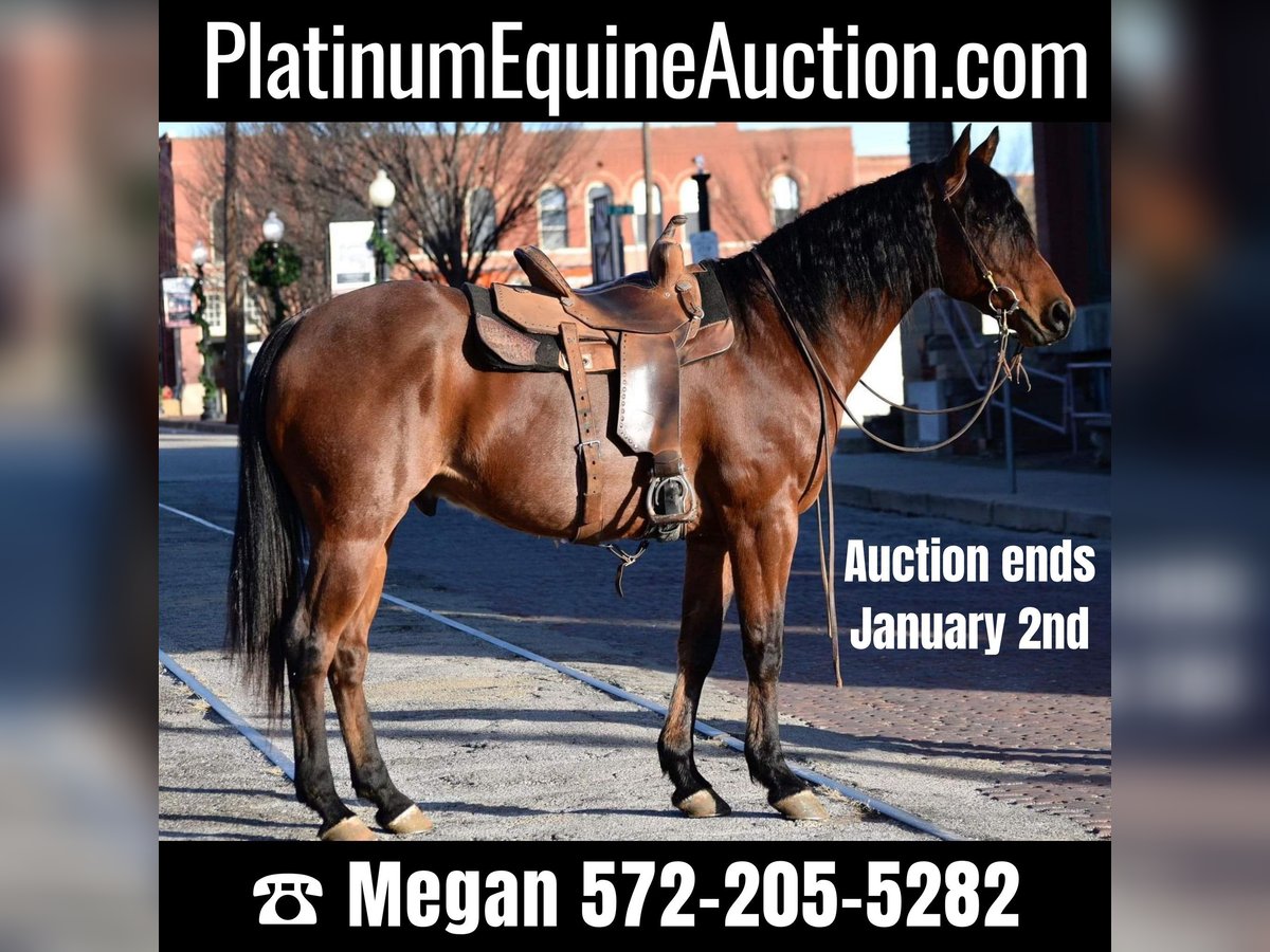 American Quarter Horse Gelding 11 years 16 hh Roan-Bay in Guthrie, OK