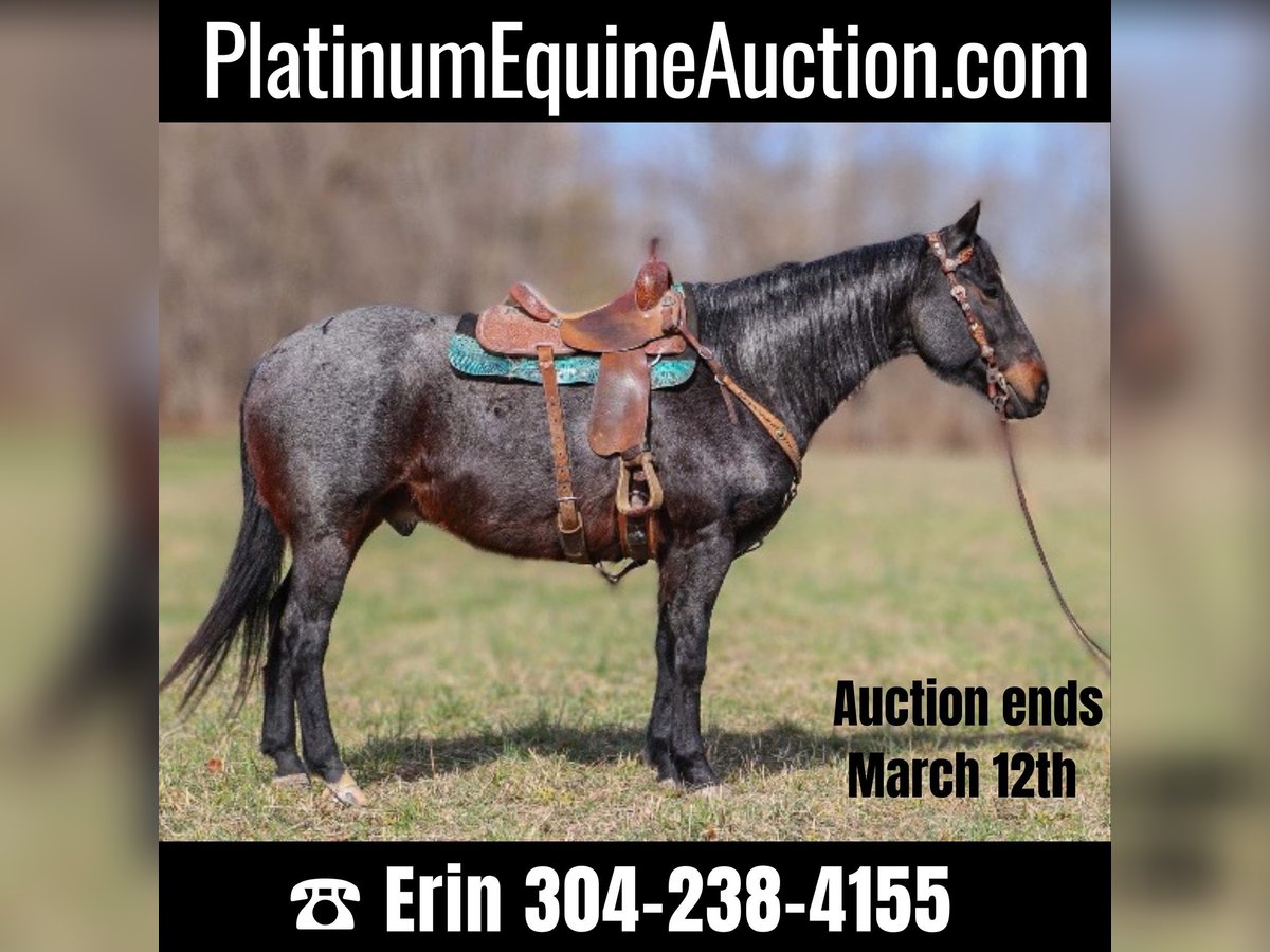 American Quarter Horse Gelding 11 years 16 hh Roan-Blue in Hillsboro KY