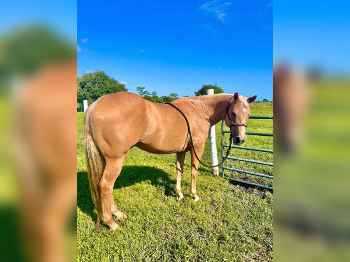 American Quarter Horse Gelding 11 years 16,1 hh Brown in Bear River City