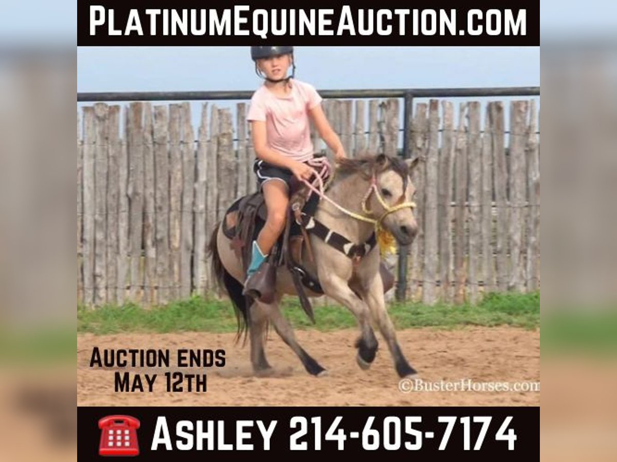 American Quarter Horse Gelding 11 years 9,3 hh Buckskin in Weatherford TX