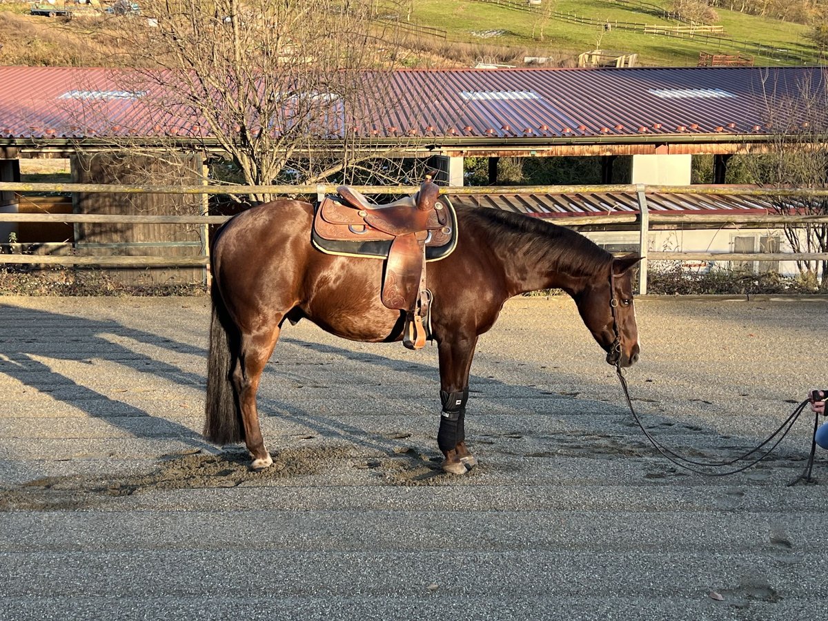 American Quarter Horse Gelding 11 years Chestnut in Ilz