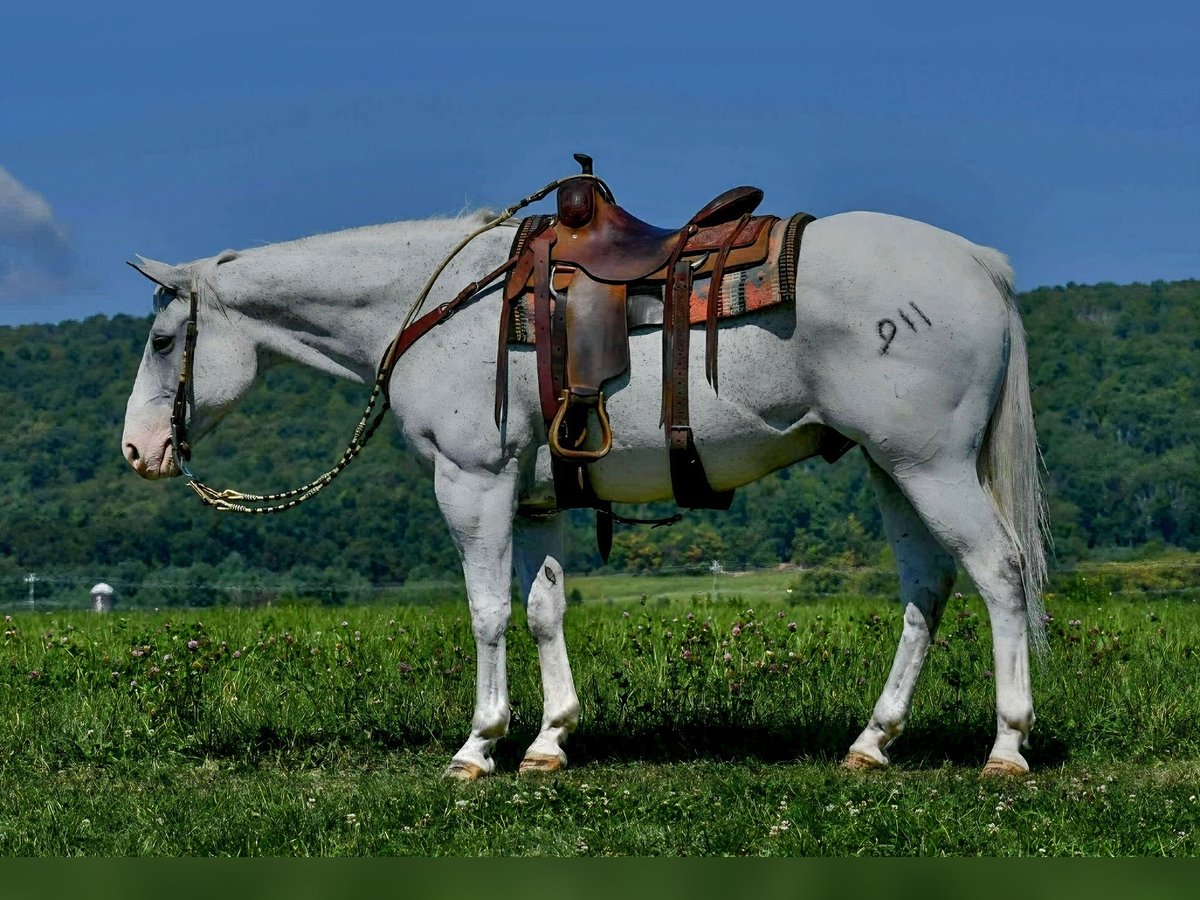 American Quarter Horse Gelding 11 years Grey in Saint Joe American Quarter Horse Gelding 11 years Grey in Saint Joe