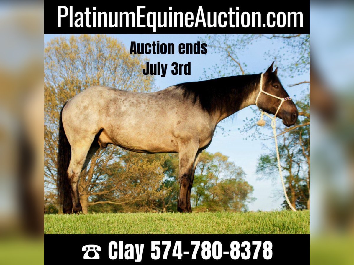 American Quarter Horse Gelding 11 years Roan-Blue in Koontz Lake IN