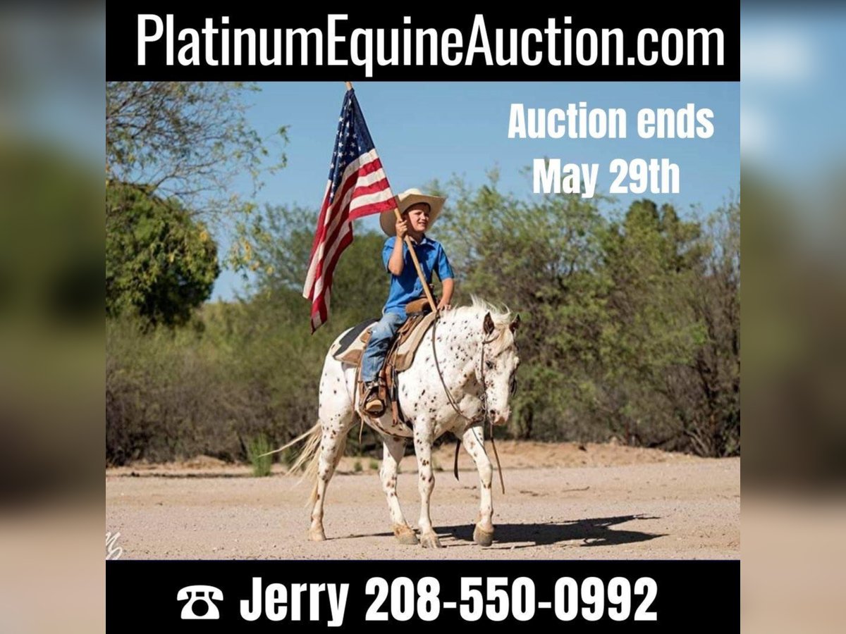 American Quarter Horse Gelding 12 years 12,3 hh Roan-Red in Wickenburg, AZ