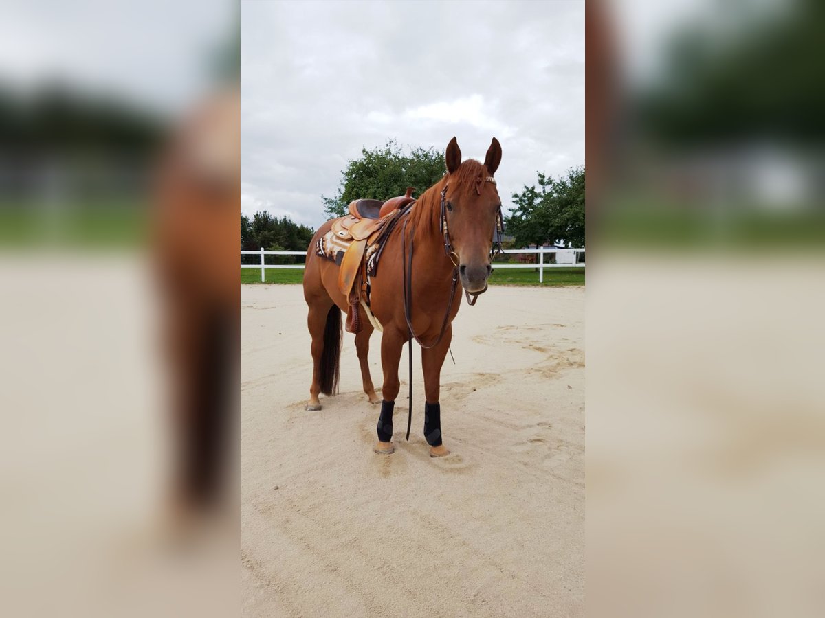 American Quarter Horse Gelding 12 years 14,2 hh Chestnut-Red in Krostiz