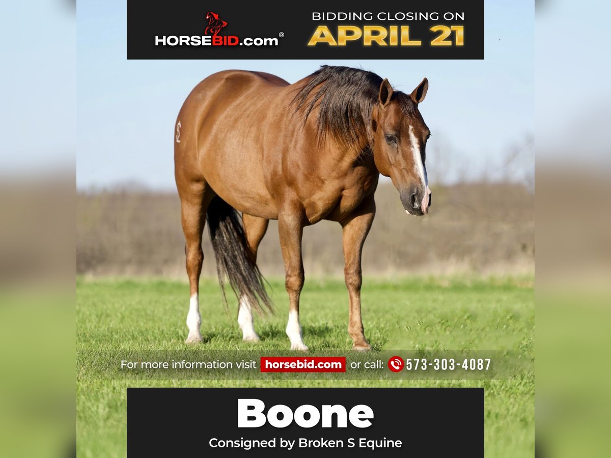 American Quarter Horse Gelding 12 years 14,2 hh Dun in Marshall, MO