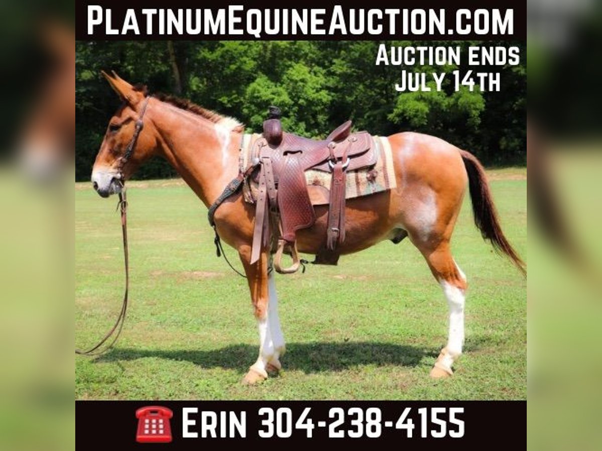 American Quarter Horse Gelding 12 years 14,2 hh Red Dun in Flemingsburg KY