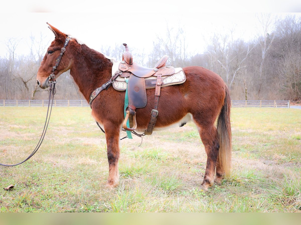 American Quarter Horse Gelding 12 years 14,2 hh Sorrel in Flemmingsburg KY