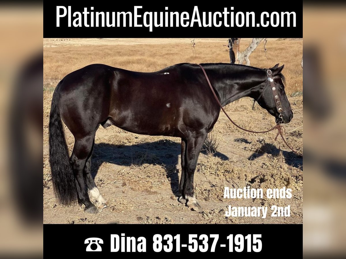 American Quarter Horse Gelding 12 years 14,3 hh Black in Paicines CA