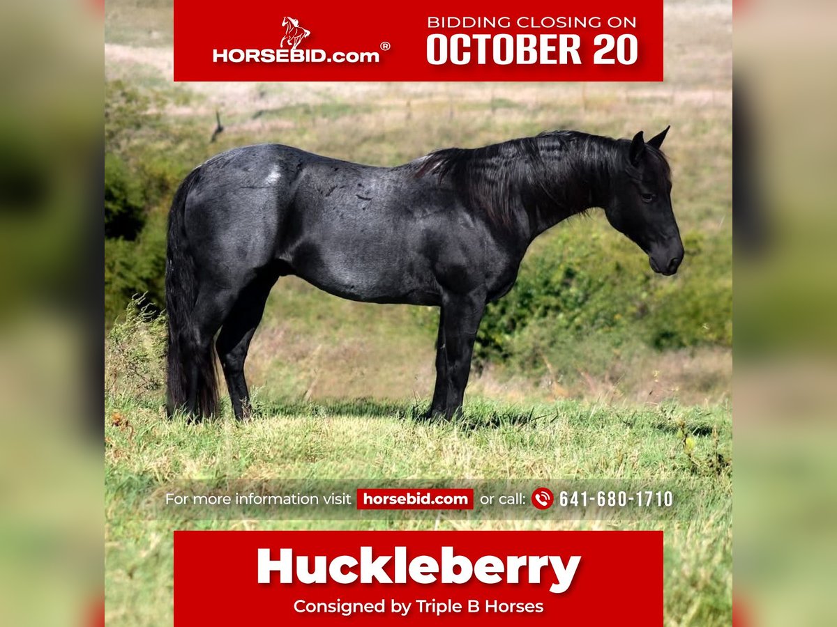 American Quarter Horse Gelding 12 years 14,3 hh Roan-Blue in Plano