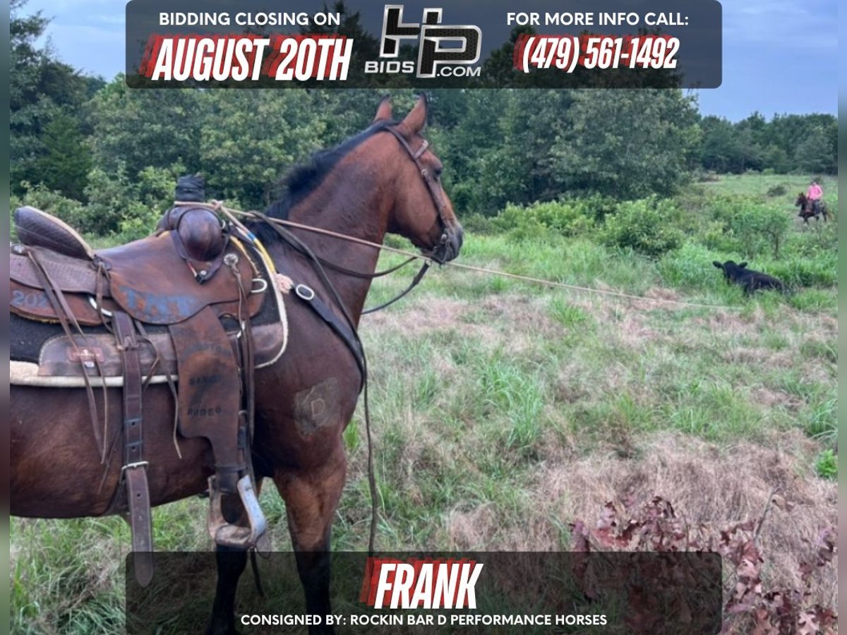American Quarter Horse Gelding 12 years 14 hh Bay in Ozark, Arkansas