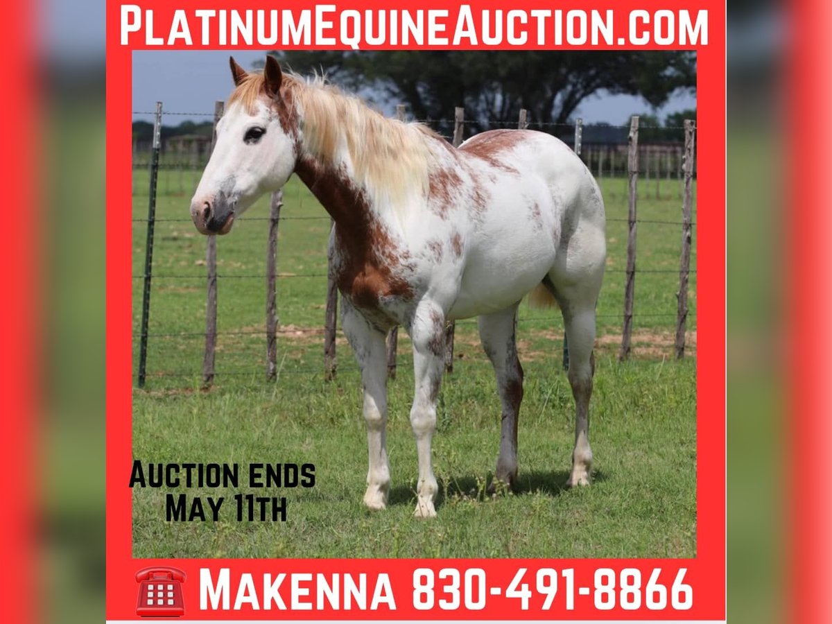 American Quarter Horse Gelding 12 years 14 hh Overo-all-colors in Lipan TX