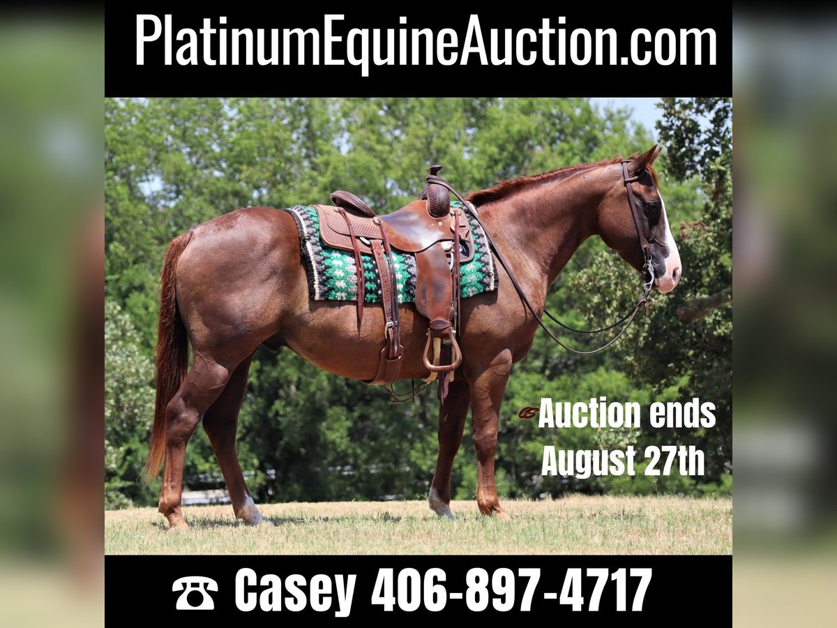 American Quarter Horse Gelding 12 years 14,2 hh Chestnut in Jacksboro TX
