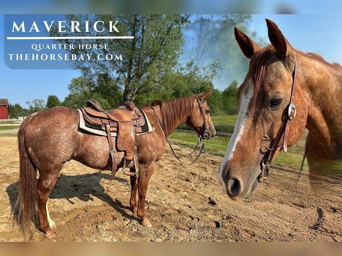 American Quarter Horse Gelding 12 years 14,2 hh Roan-Red in Hudson, OH
