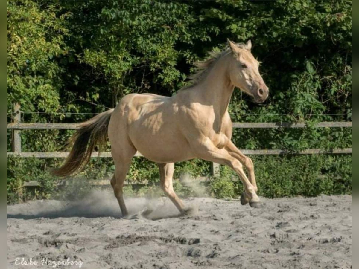 American Quarter Horse Gelding 12 years 14,3 hh Champagne in Wieringerwaard