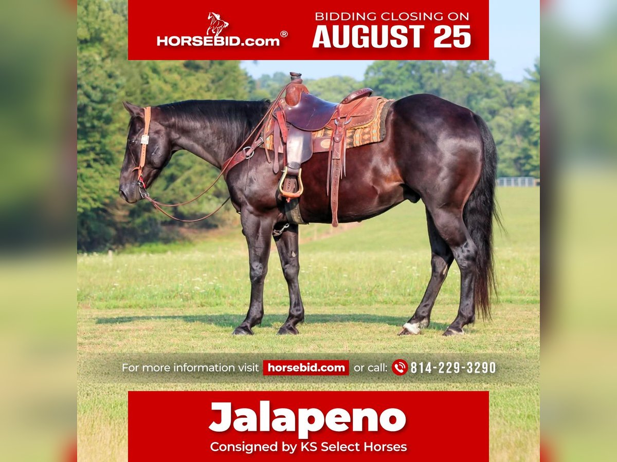 American Quarter Horse Gelding 12 years 15,1 hh Black in Clarion