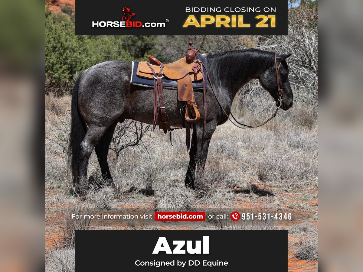 American Quarter Horse Gelding 12 years 15,1 hh Roan-Blue in Camp Verde, AZ