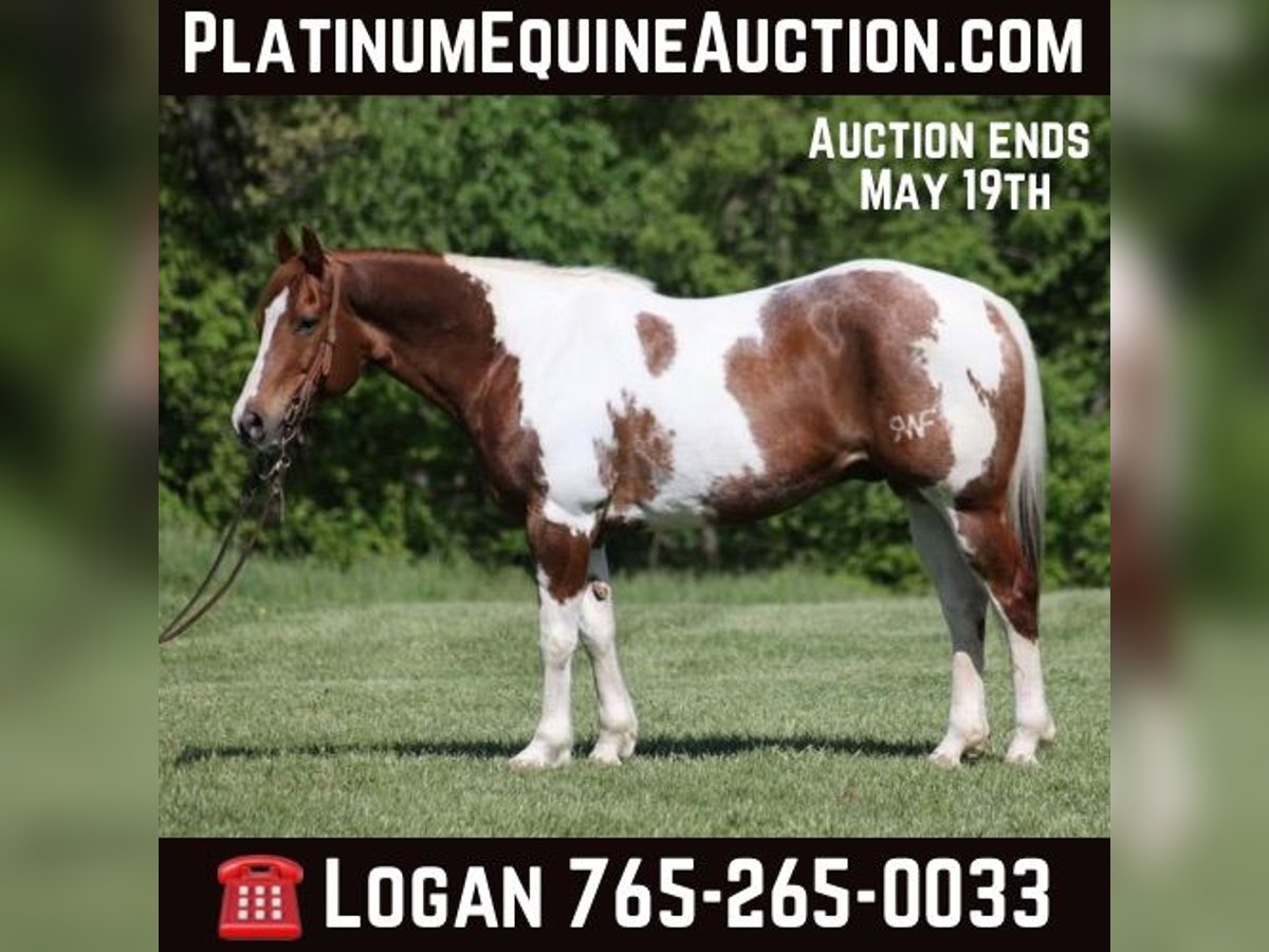 American Quarter Horse Gelding 12 years 15,1 hh Tobiano-all-colors in Level Green KY