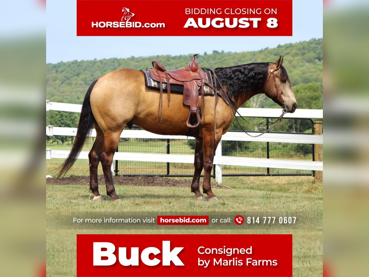 American Quarter Horse Gelding 12 years 15,2 hh Buckskin in Rebersburg, PA