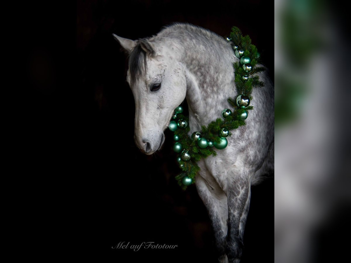 American Quarter Horse Gelding 12 years 15,2 hh Gray-Fleabitten in Bad Salzdetfurth