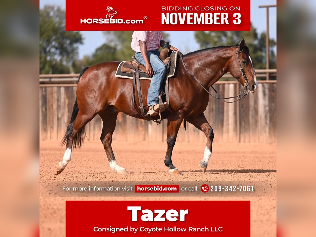 American Quarter Horse Gelding 12 years 15,3 hh Bay in Mount Vernon