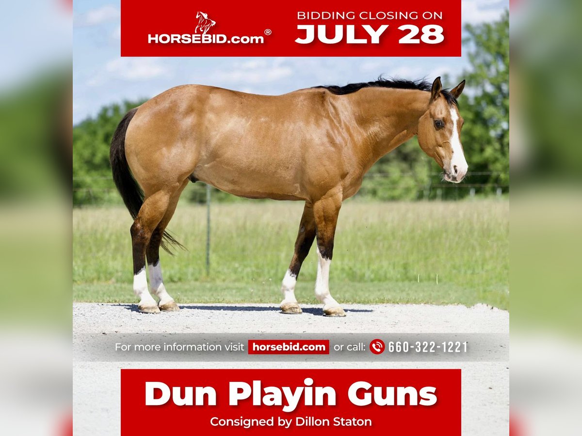 American Quarter Horse Gelding 12 years 15 hh Buckskin in Carrollton
