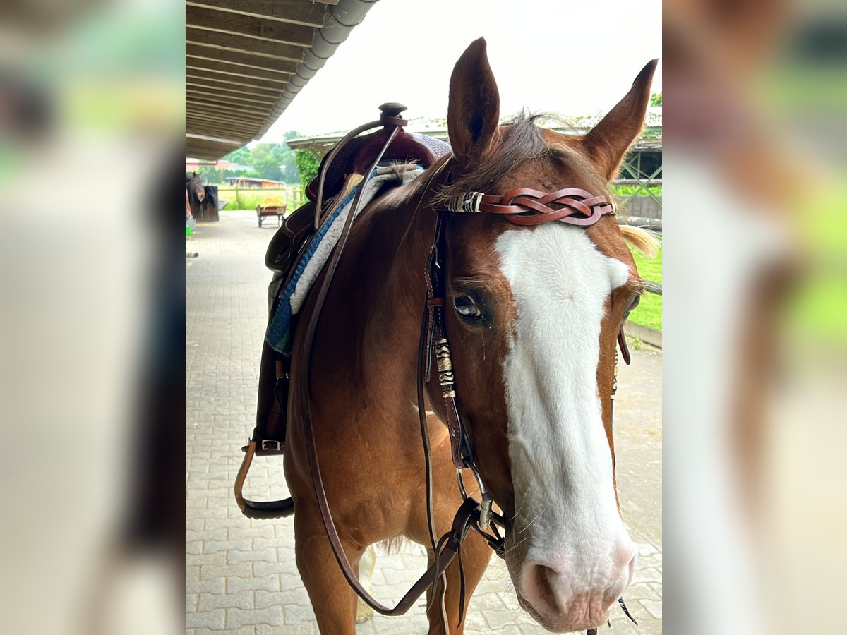 American Quarter Horse Gelding 12 years 15 hh Chestnut-Red in Hilden