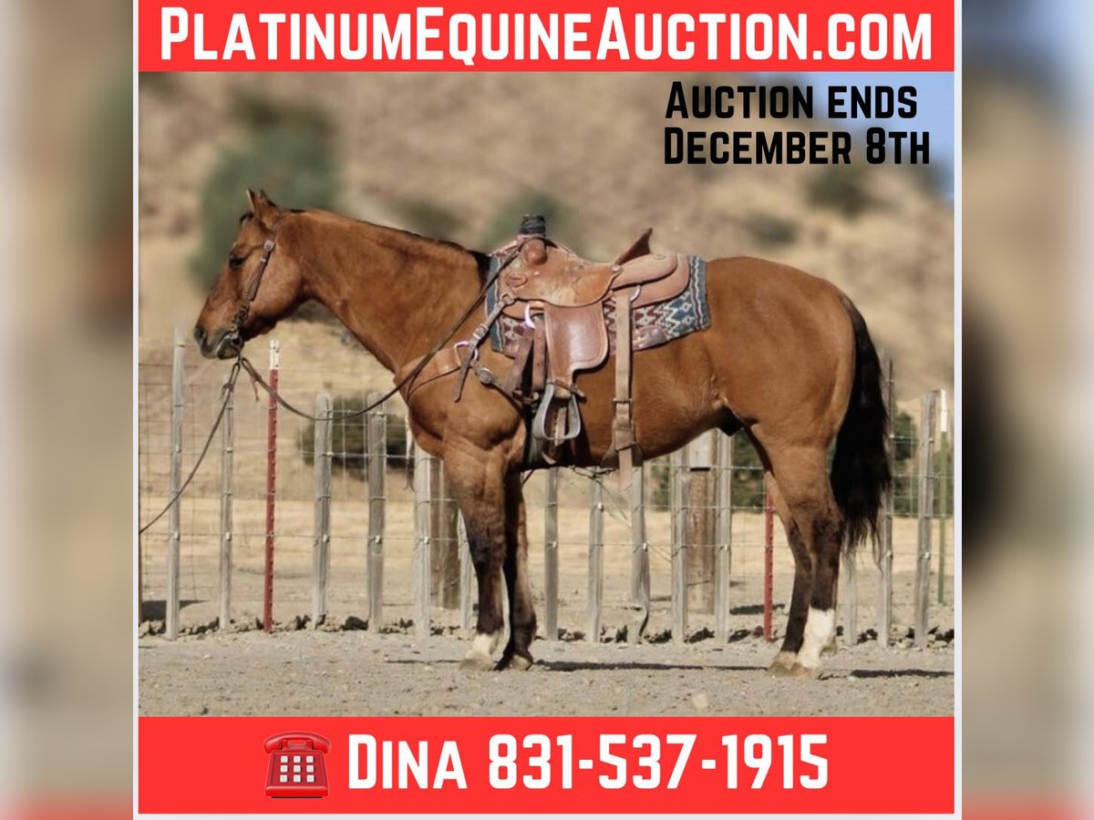 American Quarter Horse Gelding 12 years 15 hh Dun in Paicines CA