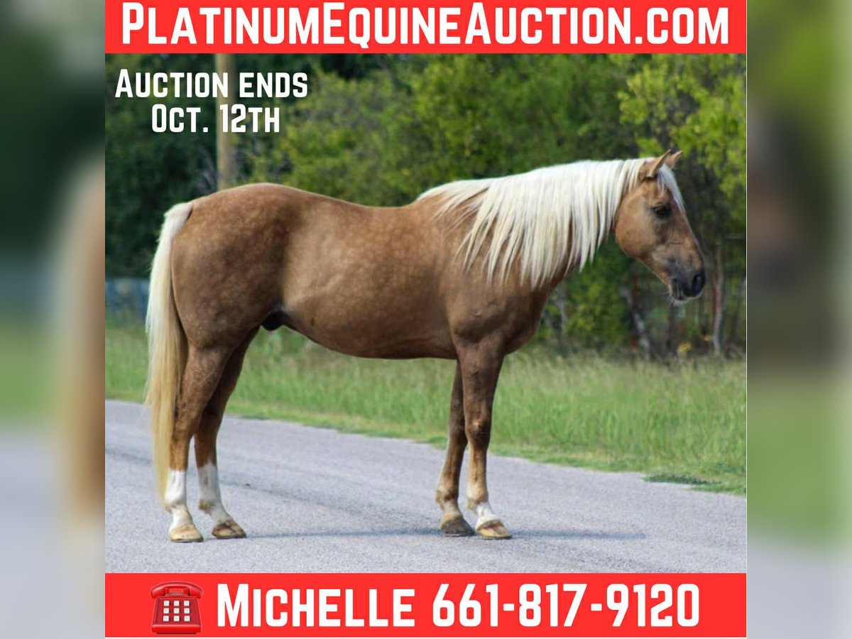 American Quarter Horse Gelding 12 years 15 hh Palomino in Stephenville TX