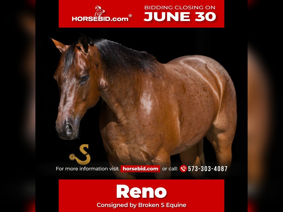 American Quarter Horse Gelding 12 years 15 hh Roan-Bay in Bogard, MO