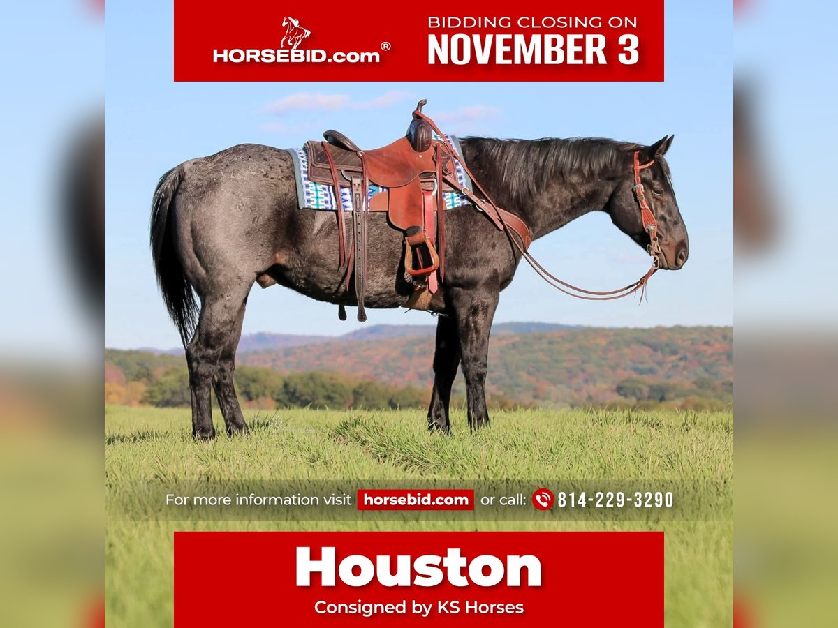 American Quarter Horse Gelding 12 years 15 hh Roan-Blue in Clarion American Quarter Horse Gelding 12 years 15 hh Roan-Blue in Clarion