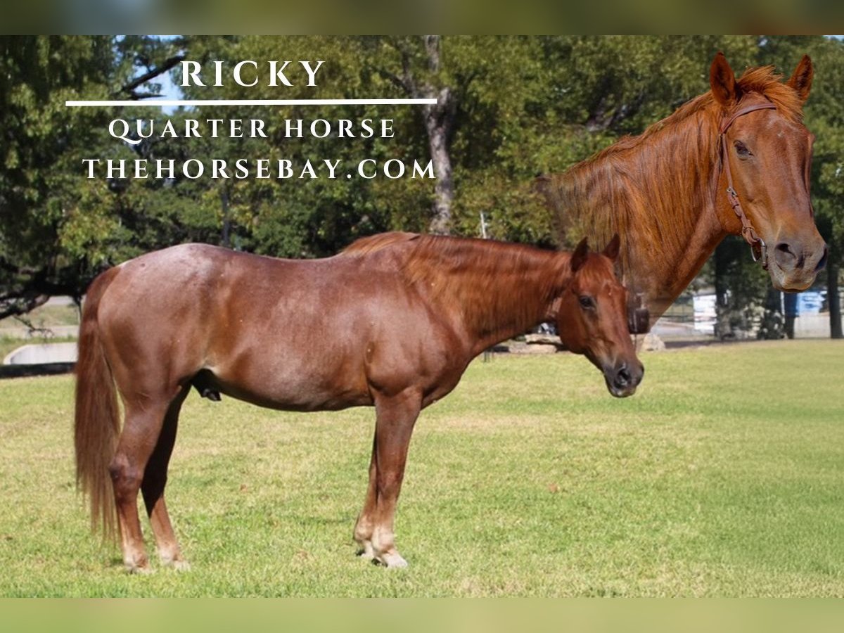 American Quarter Horse Gelding 12 years 15 hh Roan-Red in Mckinney, TX