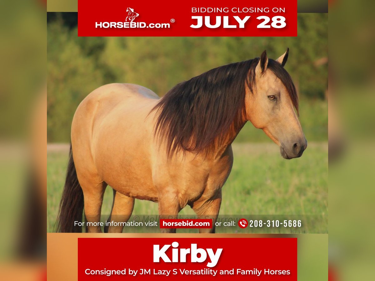 American Quarter Horse Mix Gelding 12 years 15,1 hh Buckskin in Baxter Springs, KS