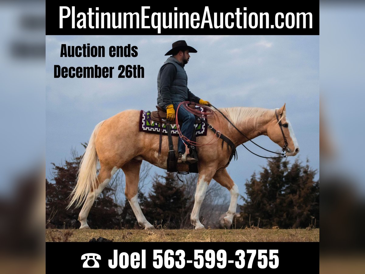 American Quarter Horse Gelding 12 years 15,3 hh Palomino in Bernard IA