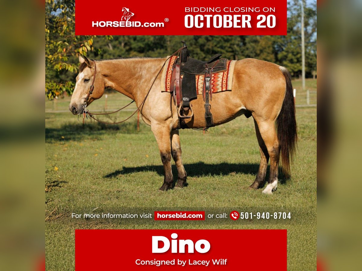 American Quarter Horse Gelding 12 years 16,2 hh Buckskin in Quitman