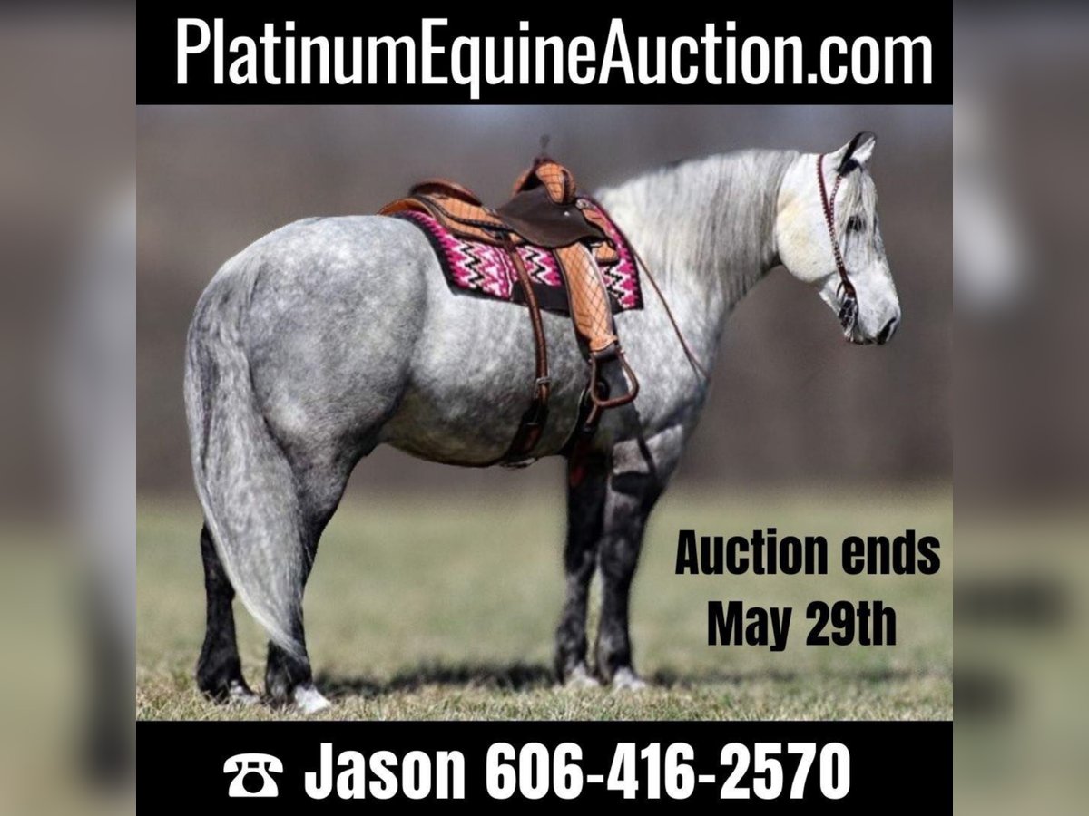 American Quarter Horse Gelding 12 years 16 hh Gray in Mt. Vernon, KY