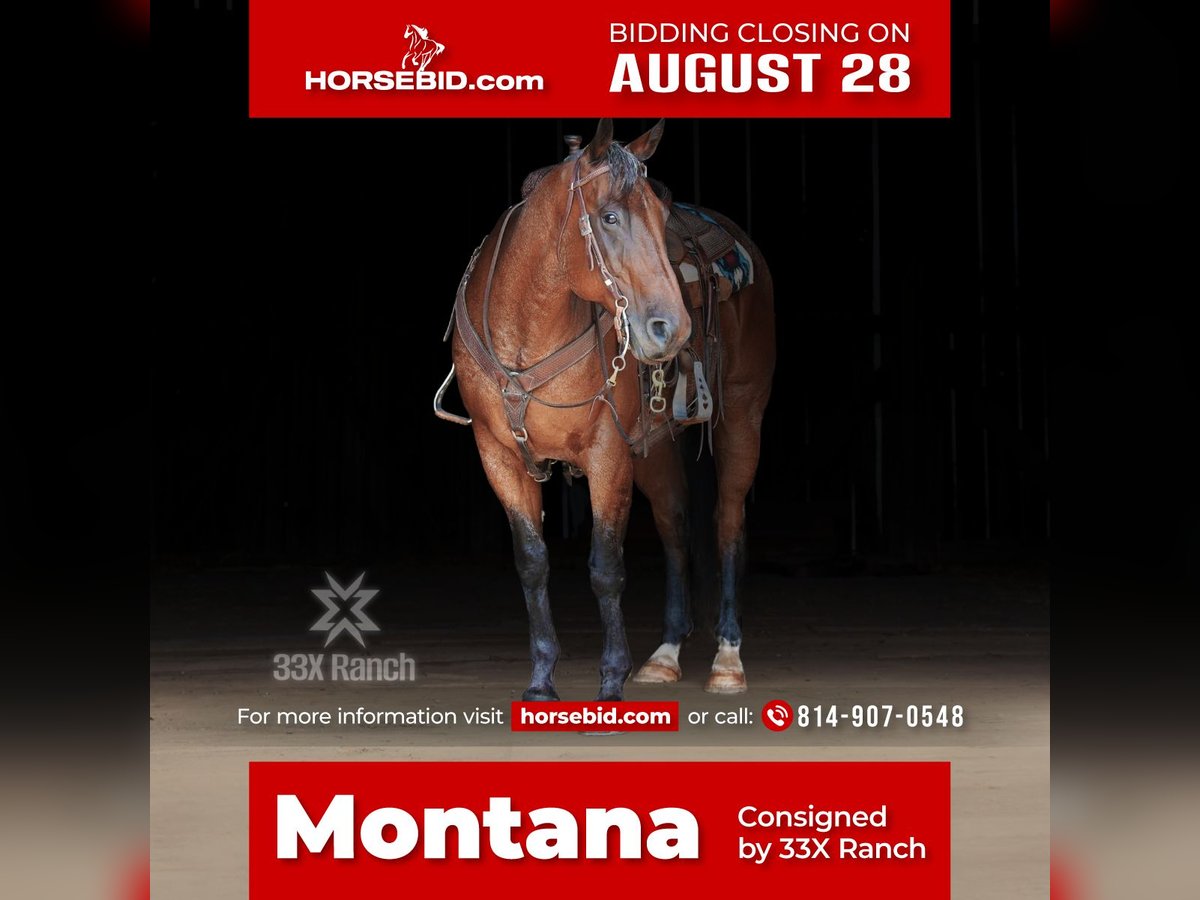 American Quarter Horse Gelding 12 years 16 hh Roan-Bay in Needmore, PA