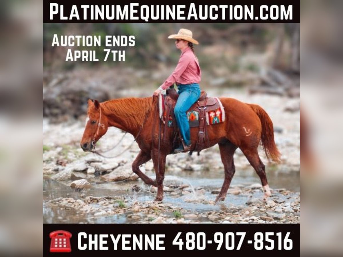 American Quarter Horse Gelding 12 years Chestnut in Stephenville TX